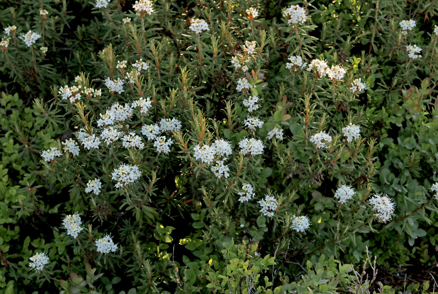 Image of Ledum palustre specimen.
