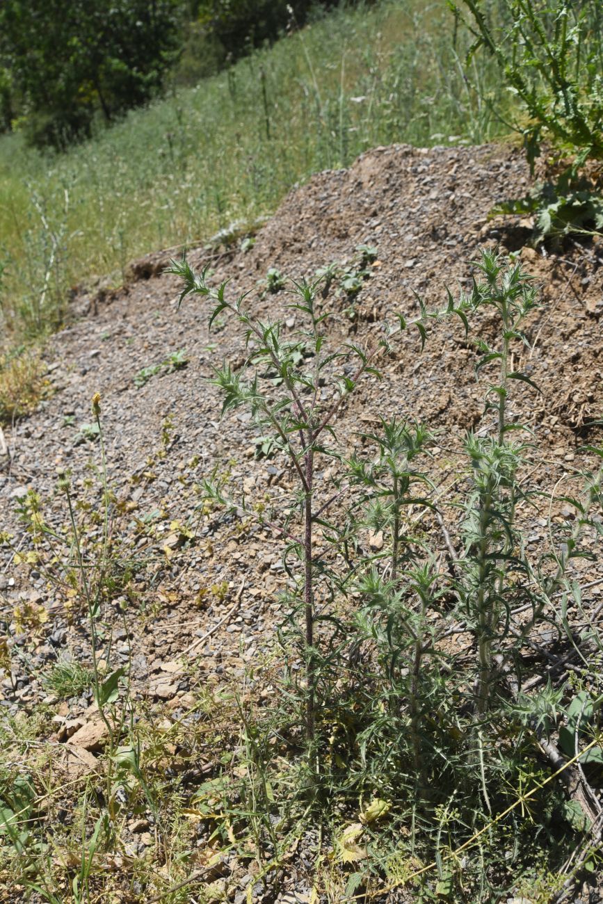 Image of genus Carthamus specimen.
