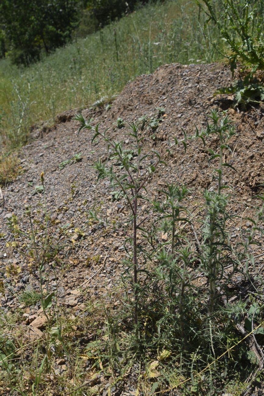 Image of Unknown species specimen.