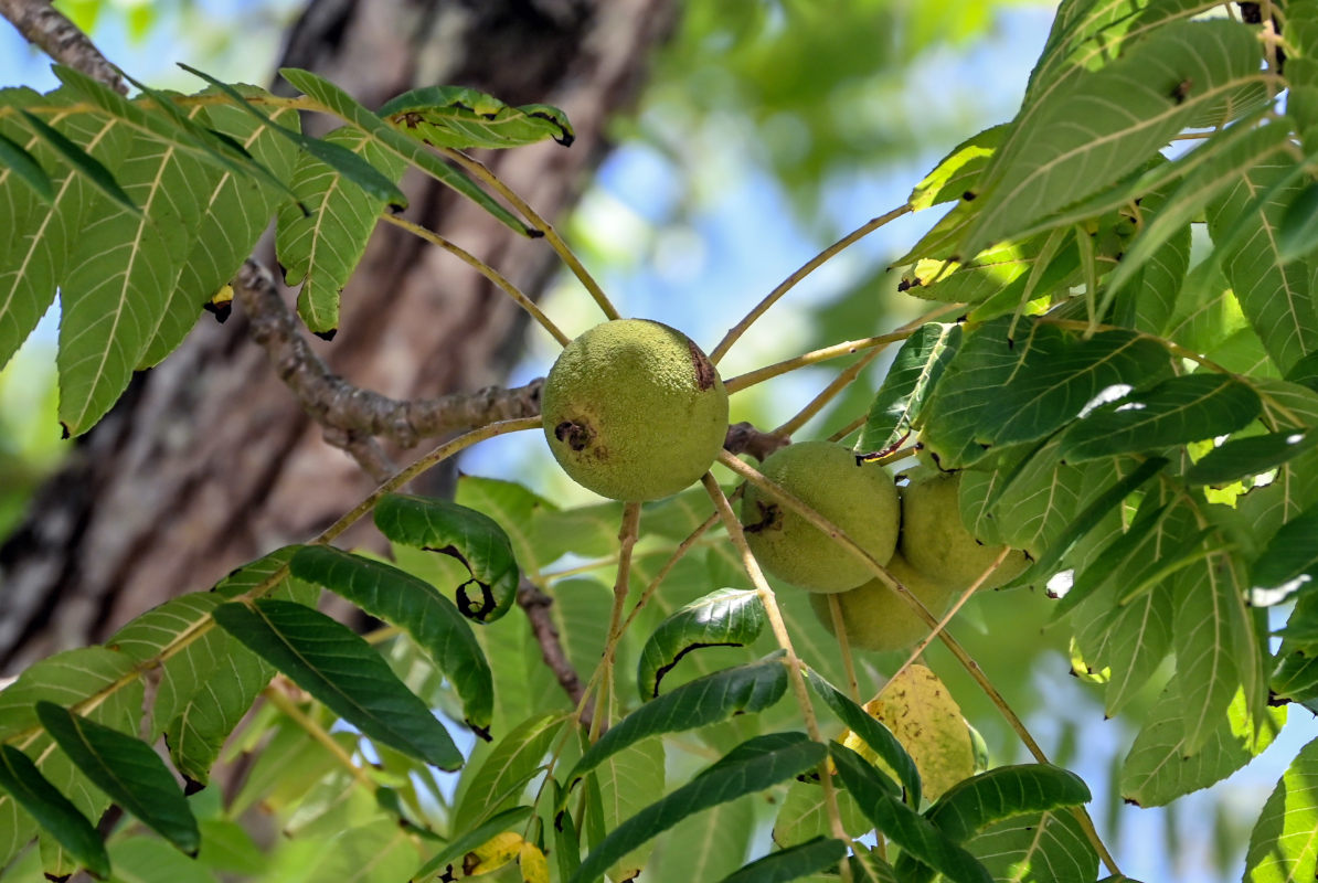 Изображение особи Juglans nigra.
