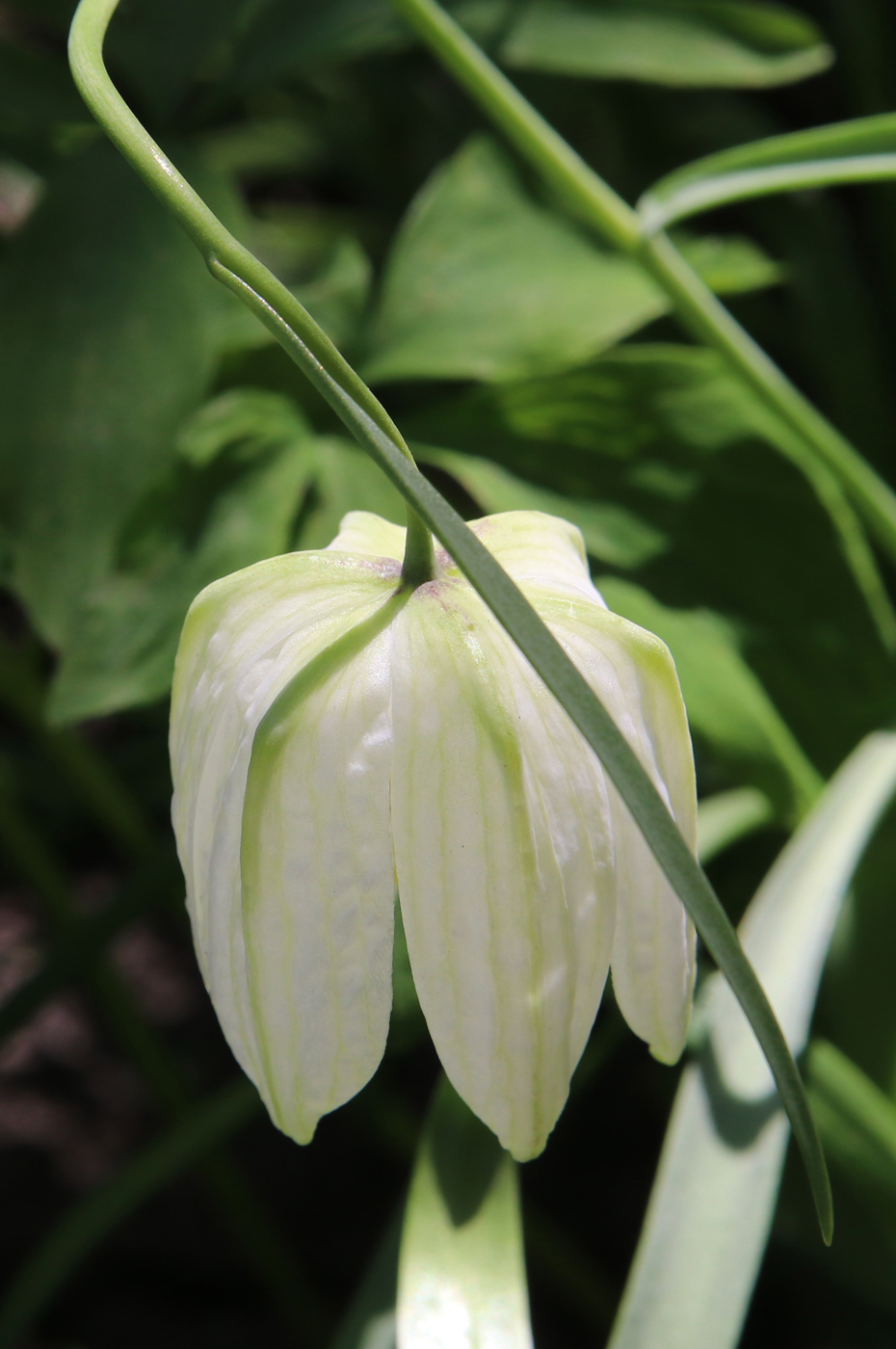 Изображение особи Fritillaria pallidiflora.