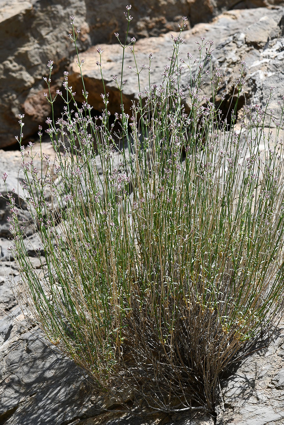Image of Asperula oppositifolia specimen.
