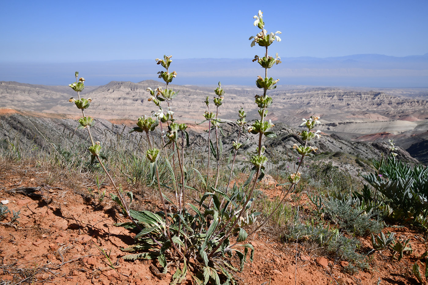 Image of genus Phlomoides specimen.
