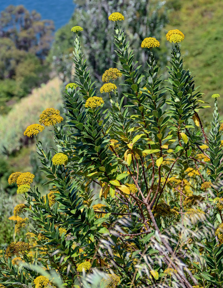 Image of Bupleurum fruticosum specimen.