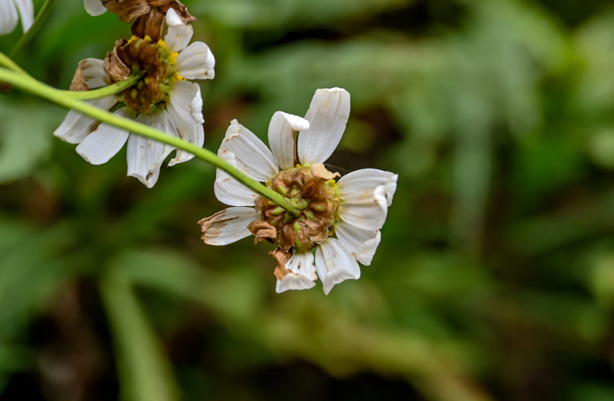 Изображение особи Argyranthemum pinnatifidum.