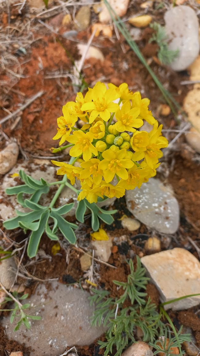 Image of Leontice armeniaca specimen.