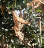 Nerium oleander. Верхушки веточек с плодами и семенами. Израиль, г. Кирьят-Оно, бульвар. 02.02.2026.