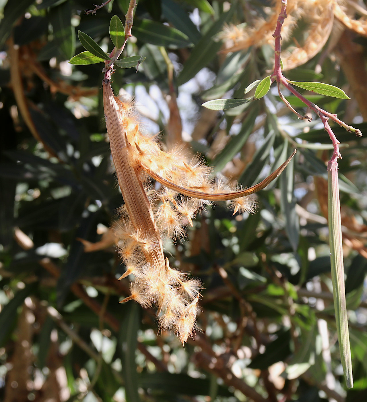 Image of Nerium oleander specimen.