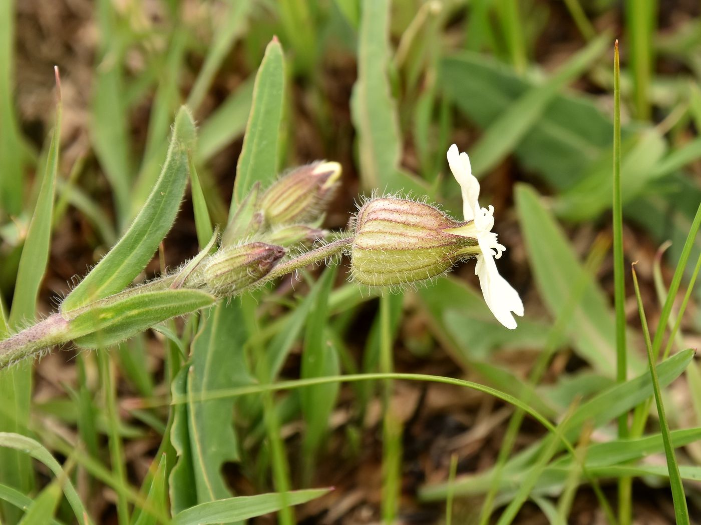 Изображение особи Melandrium astrachanicum.