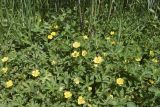 Potentilla reptans. Цветущие растения. Испания, Каталония, пров. Жирона, комарка Баш Эмпорда, муниципалитет Пальс, обочина полевой дороги между заливными полями. 23.04.2026.