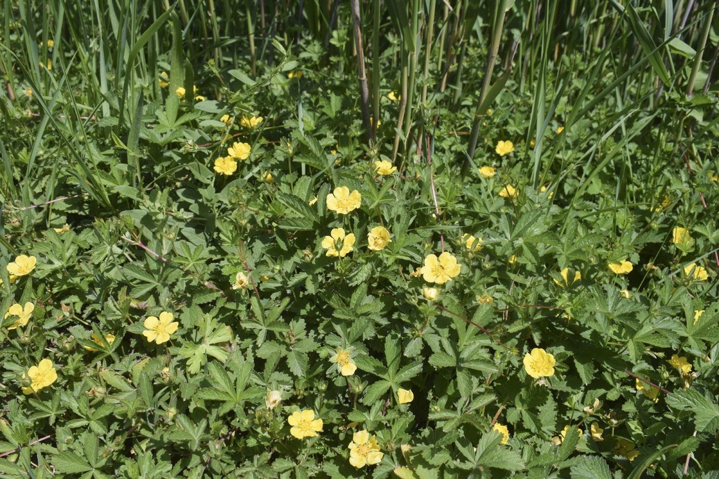 Изображение особи Potentilla reptans.