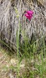Gladiolus tenuis