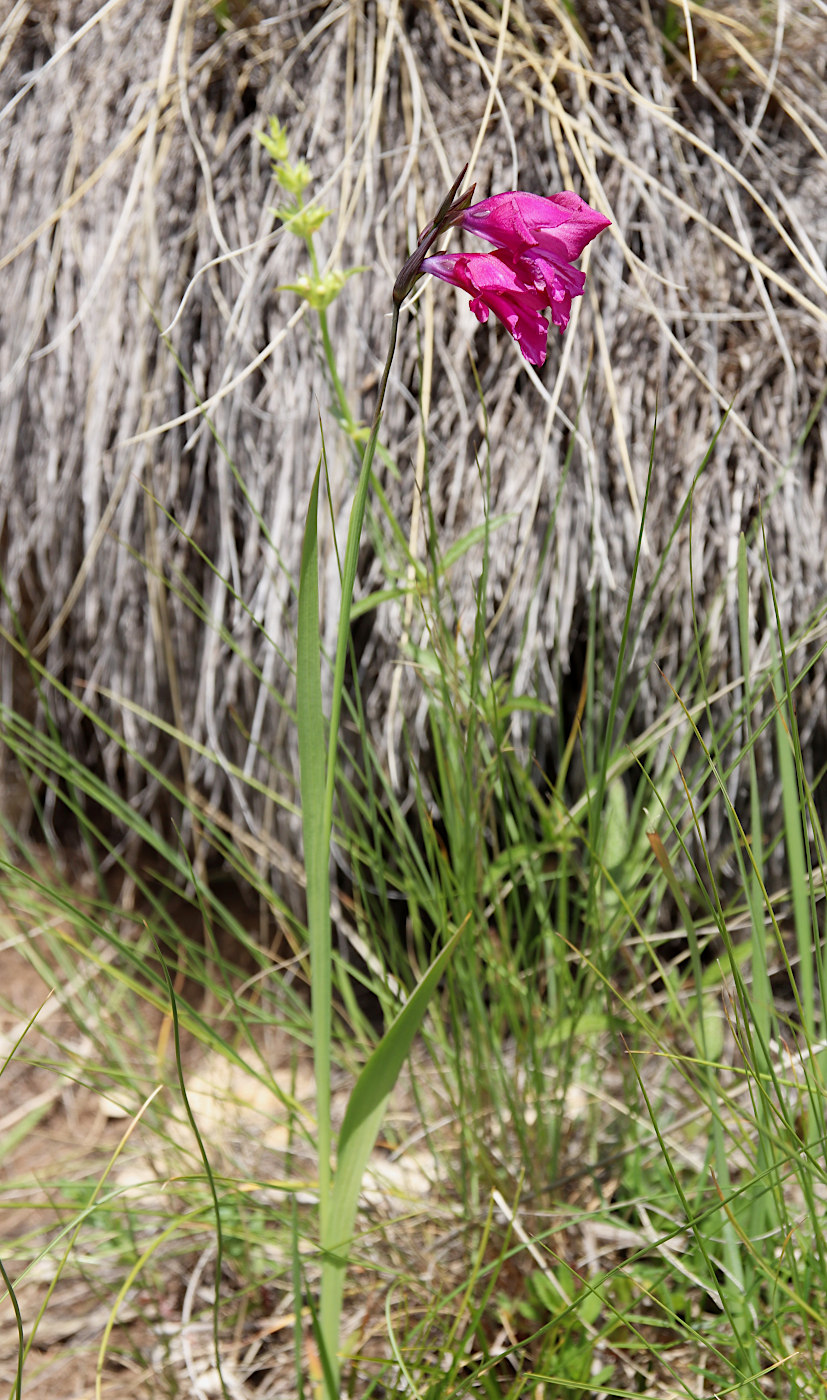 Image of Gladiolus tenuis specimen.