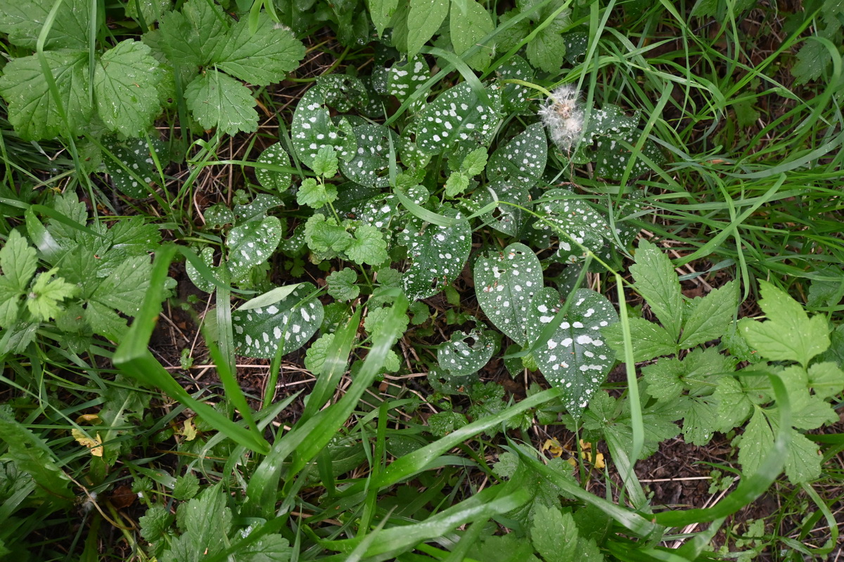 Image of Unknown species specimen.