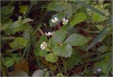 Fragaria vesca. Цветущее растение. Московская обл., Раменский р-н, окр. ж.-д. платформы Хрипань, просека в смешанном лесу. 04.06.2026.