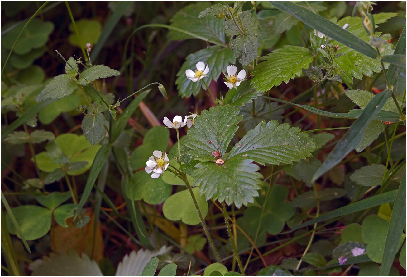 Изображение особи Fragaria vesca.