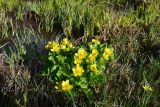 род Caltha
