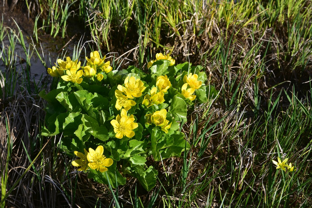 Изображение особи род Caltha.
