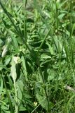 Melandrium latifolium. Часть побега. Грузия, край Самцхе-Джавахети, Аспиндзский муниципалитет, самый край Ахалкалакского плоскогорья, окр. с. Саро, выс. ок. 1450 м н.у.м., луг. 8 июня 2026 г.