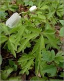 Anemone nemorosa. Цветок, закрывшийся во время ненастья. Санкт-Петербург, Пушкин, Александровский парк. 1 мая 2011 г.