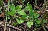 genus Kleinia. Верхушки побегов с повреждёнными листьями. Португалия, о-в Мадейра, г. Фуншал, в культуре. 09.06.2026.