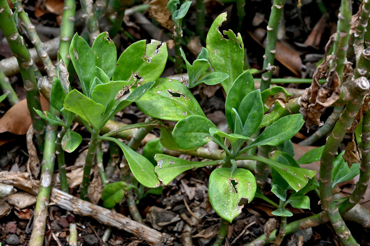Image of Kleinia abyssinica specimen.