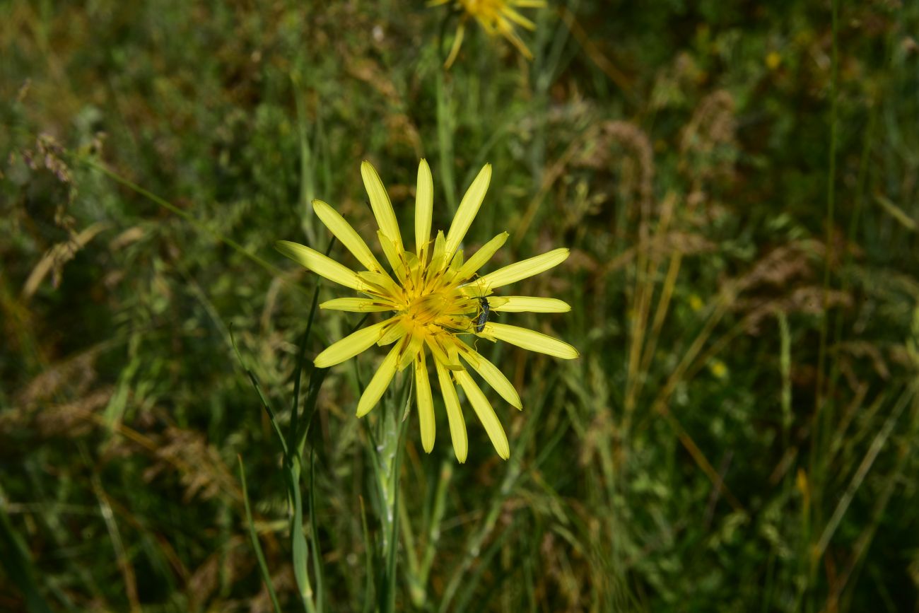Image of genus Tragopogon specimen.