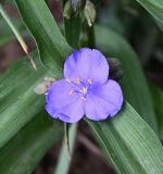 Смотреть изображение Tradescantia virginiana