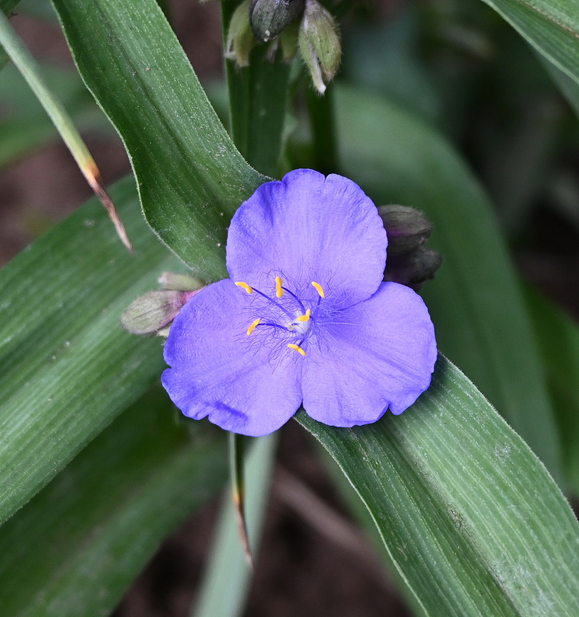 Изображение особи Tradescantia virginiana.