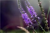 Veronica longifolia. Верхушка растения с бутонами и раскрывшимися цветками. Московская обл., Раменский р-н, окр. дер. Хрипань, садовый участок. 10.07.2026.