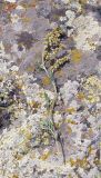genus Artemisia. Верхняя часть цветущего растения, перенесённого на камень. Армения, Ширакская обл., гора Артени, привершинная часть. 30.07.2026.