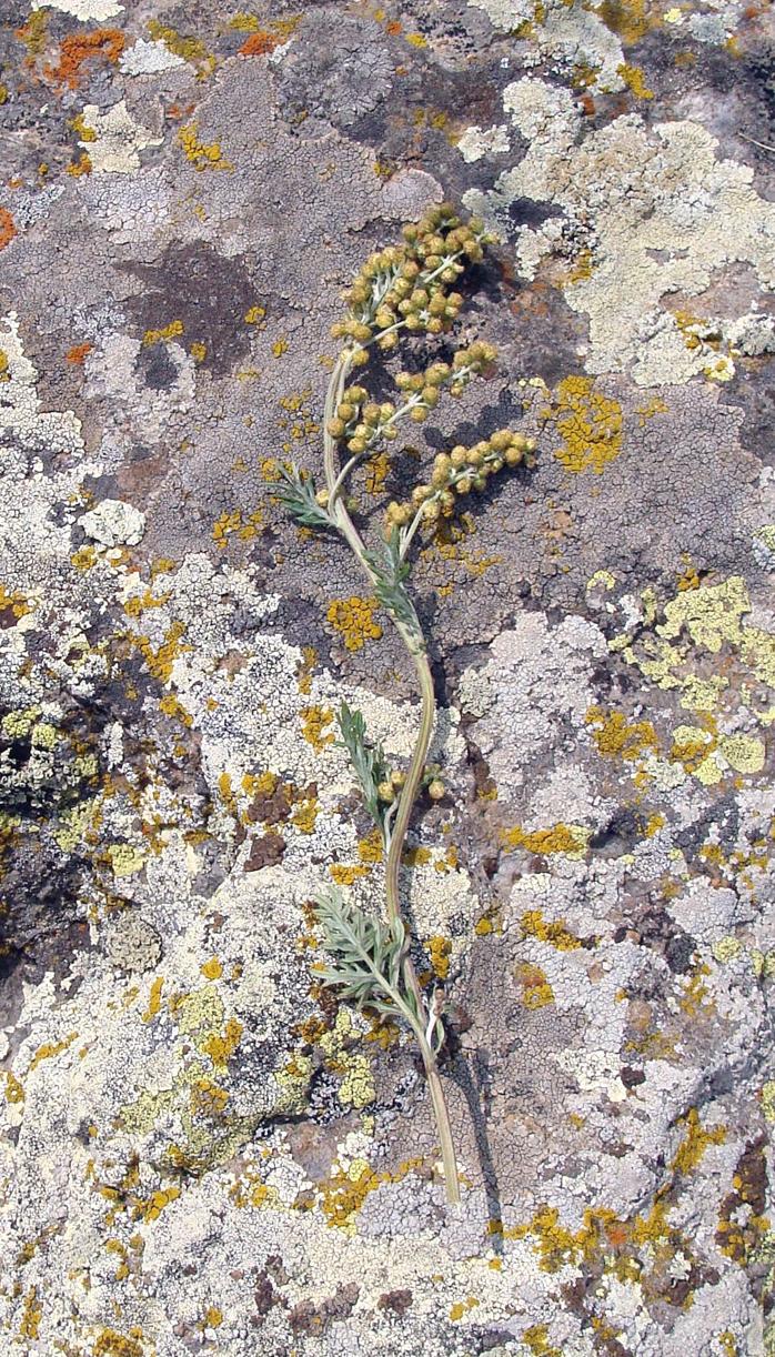 Image of genus Artemisia specimen.