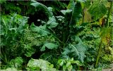 Brassica oleracea