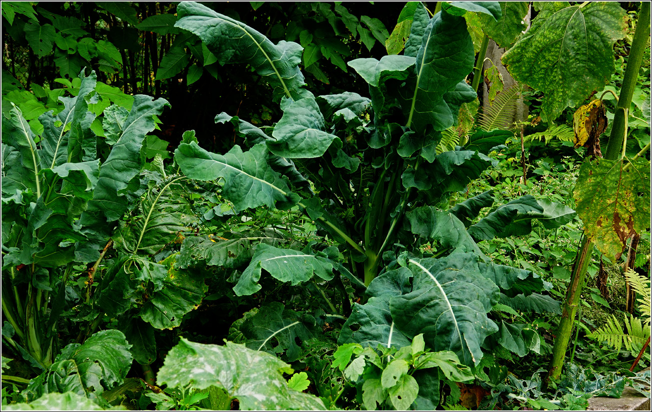 Изображение особи Brassica oleracea.