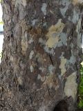 род Platanus