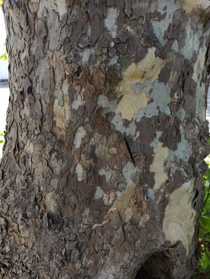 Изображение особи род Platanus.