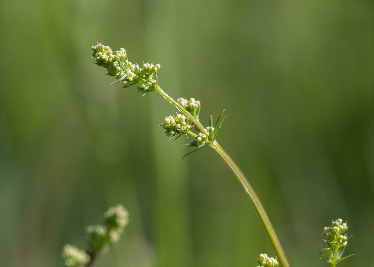 Image of genus Galium specimen.