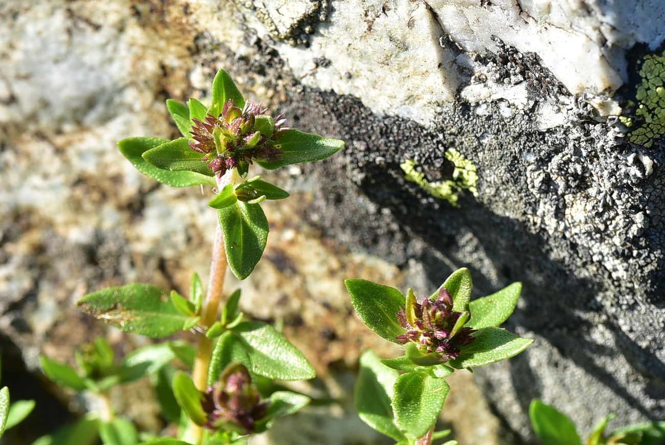 Изображение особи род Thymus.