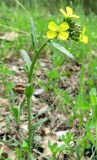 Erysimum cuspidatum. Цветущее растение. Крым, Ялта, Никитский сад. 6 мая 2011 г.