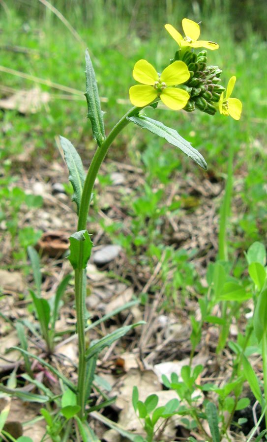 Image of Erysimum cuspidatum specimen.