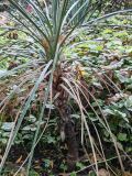Yucca glauca. Вегетирующее растение. Волгоград, Красноармейский р-н, дендрарий. 23.10.2026.