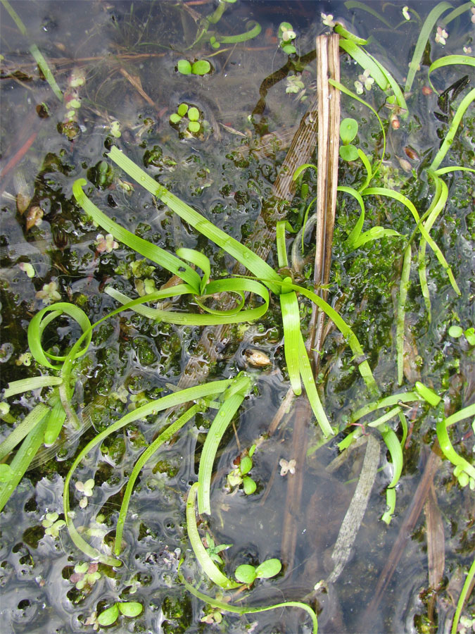 Image of Sparganium natans specimen.