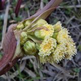 Petasites spurius