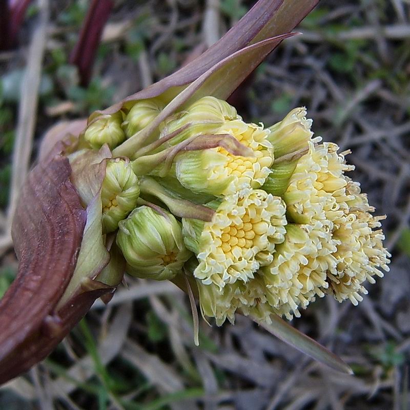 Изображение особи Petasites spurius.