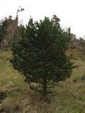 Pinus sylvestris subspecies hamata. Дерево на альпийском лугу. Адыгея, р-н Азишского пер., выс. 1500 н.у.м. 12.05.2011.