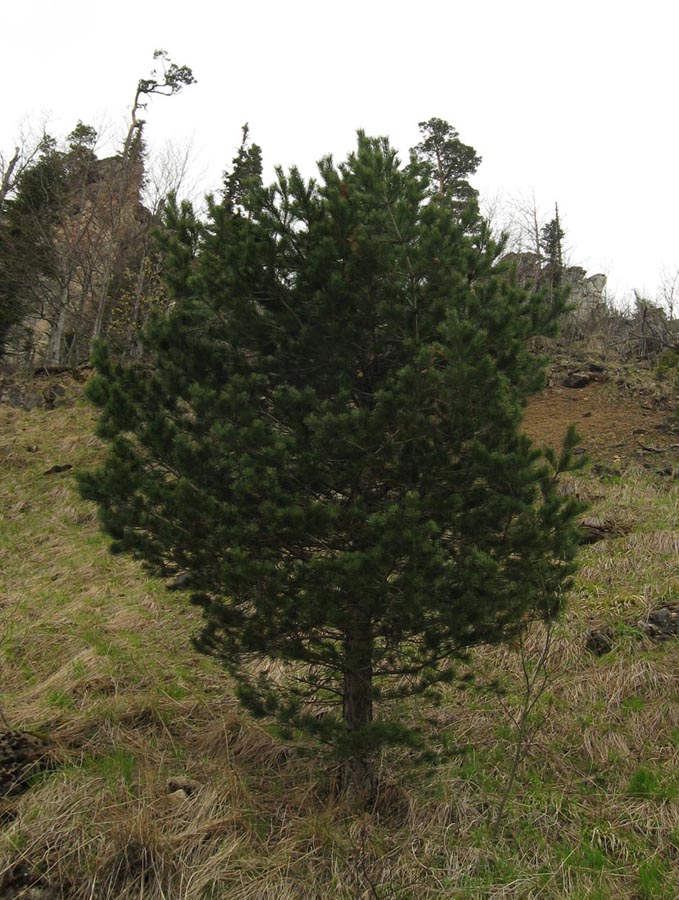 Изображение особи Pinus sylvestris ssp. hamata.