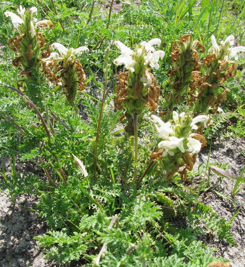 Image of Pedicularis venusta specimen.