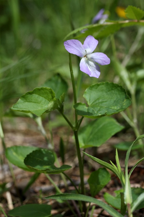 Изображение особи Viola riviniana.