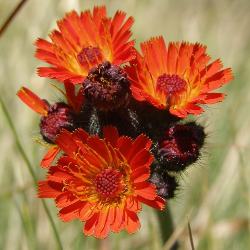 Image of Pilosella aurantiaca specimen.