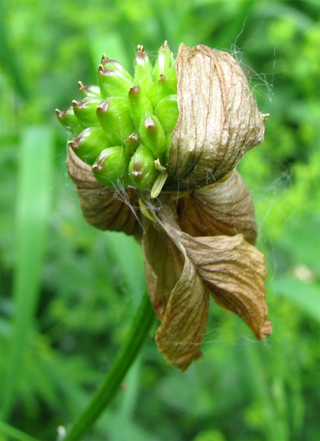 Изображение особи Trollius europaeus.